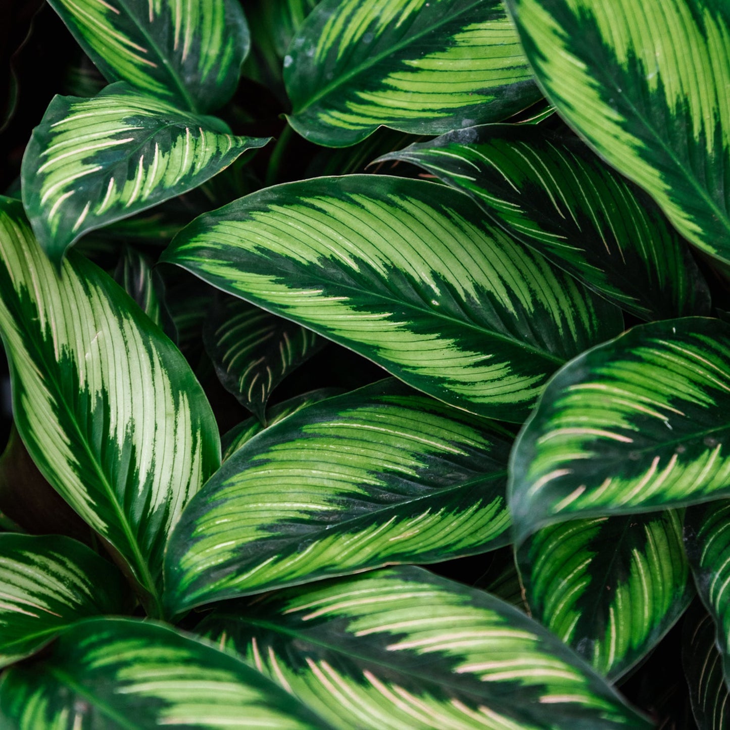 Premium Calathea & Maranta Blend