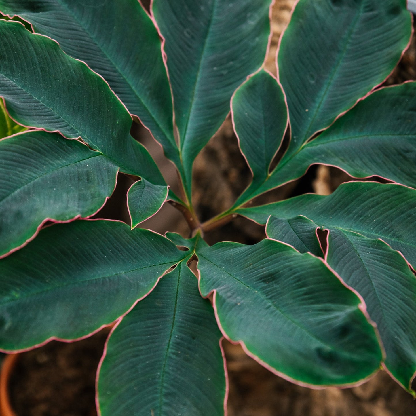 Premium Monstera & Philodendron Blend