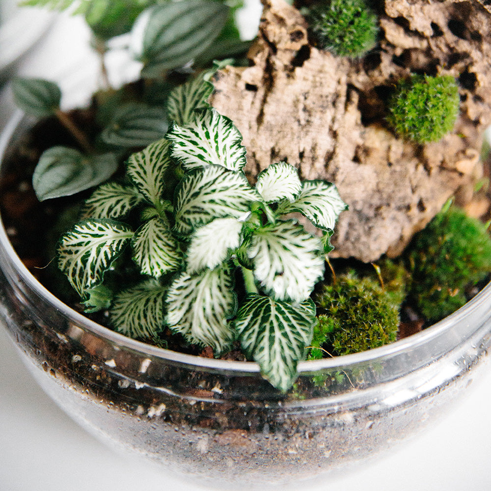 Premium Terrarium Blend