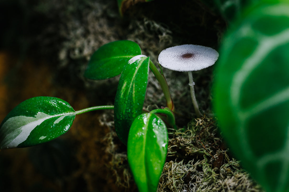 Fungi and it's Benefits in Plant Soil
