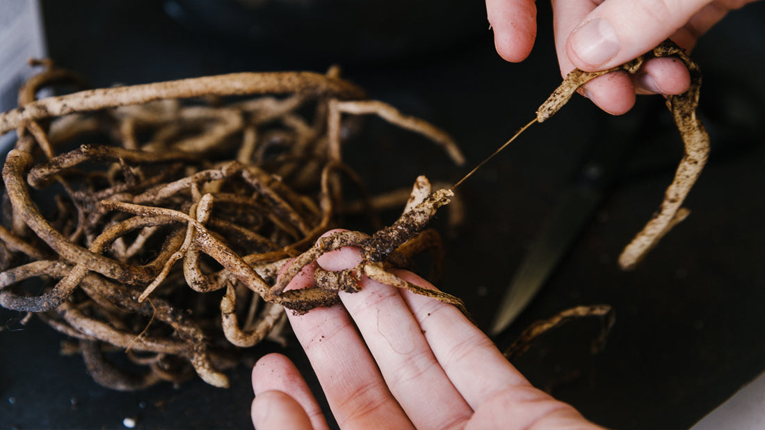 How To Tackle Root Rot With Houseplants