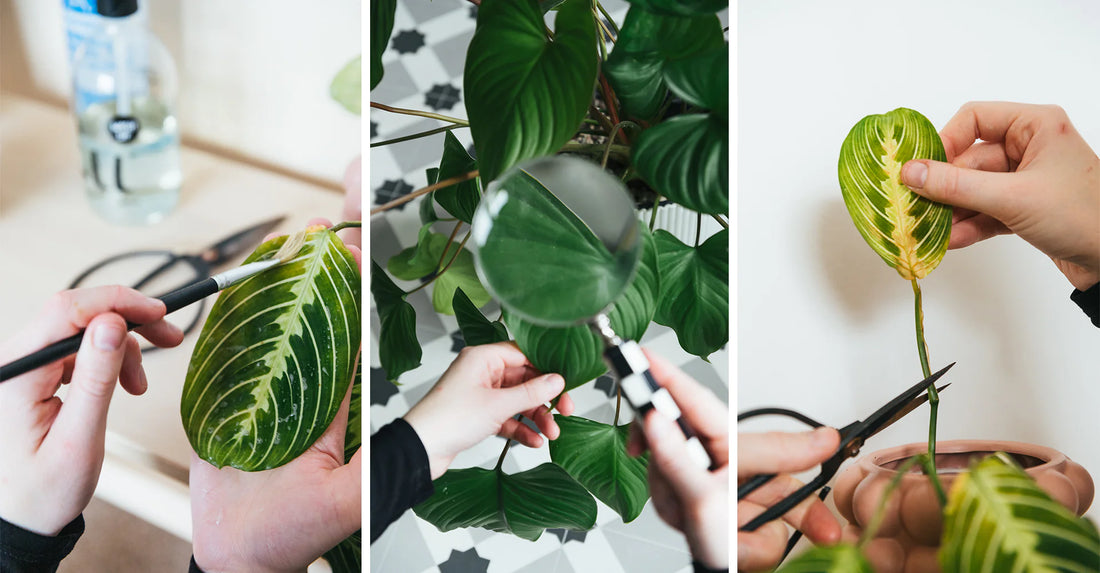 Houseplant Pest Control - Part 2: How To Get Rid of Houseplant Pests