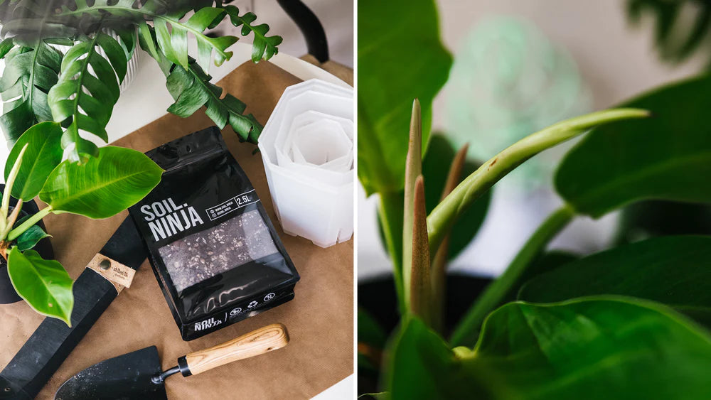 The Soil Ninja Guide To Repotting Your Houseplants
