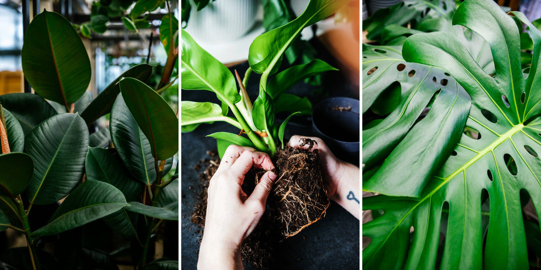 When to Repot Your Houseplants
