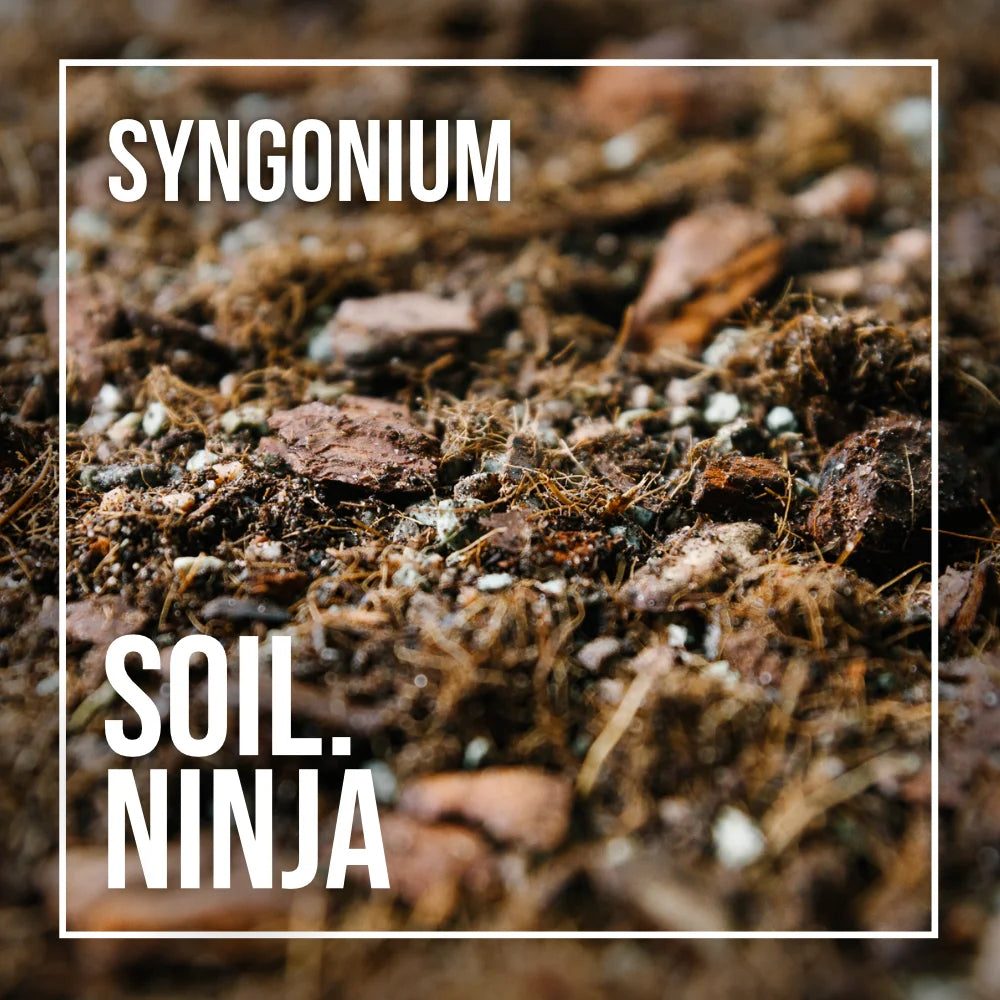 Premium Syngonium Mix