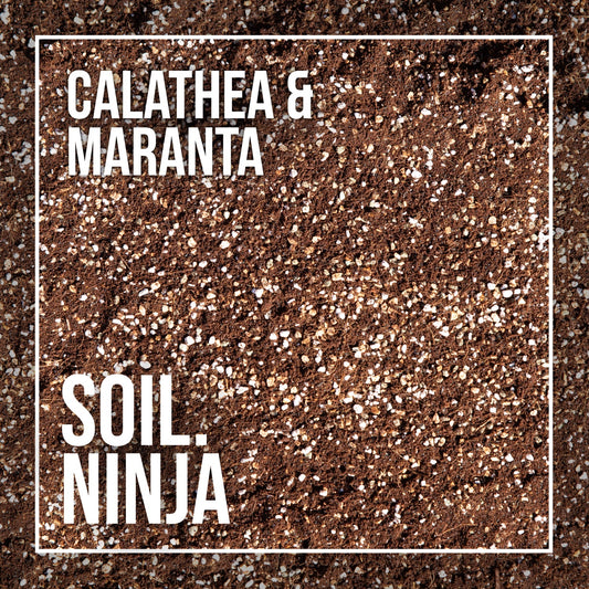 Premium Calathea und Maranta Mischung