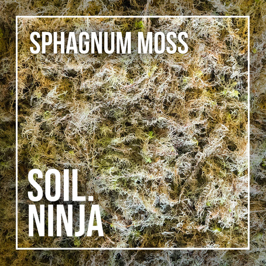 Sphagnum Moss [LIVE]